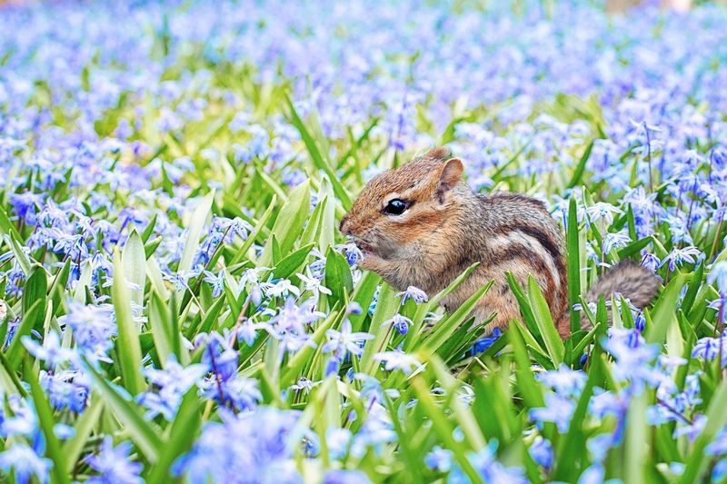Connecticut: New England's Chipmunk Corner