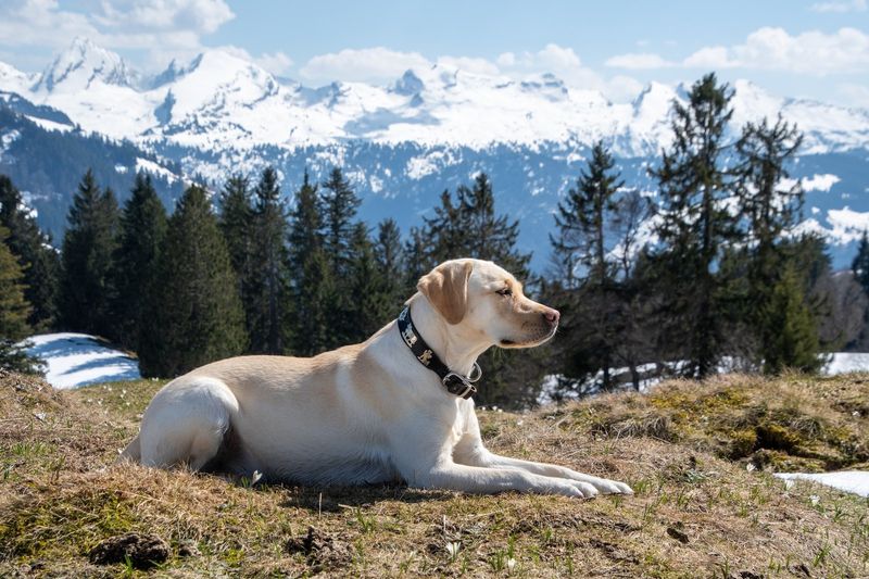 Labrador Retriever