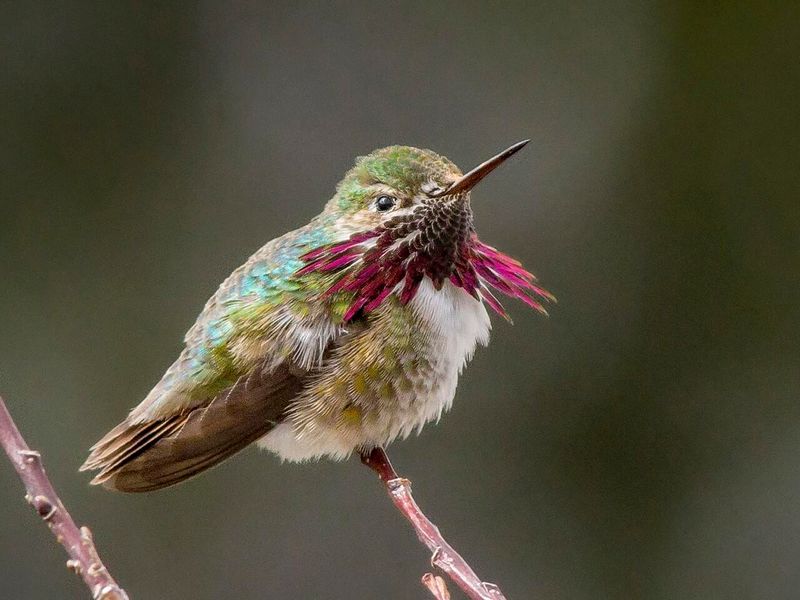 Calliope Hummingbird: The Tiny Mountain Gem