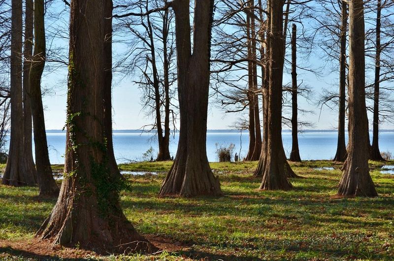 Lake Phelps: Crystal Clear Waters Without Scaly Surprises
