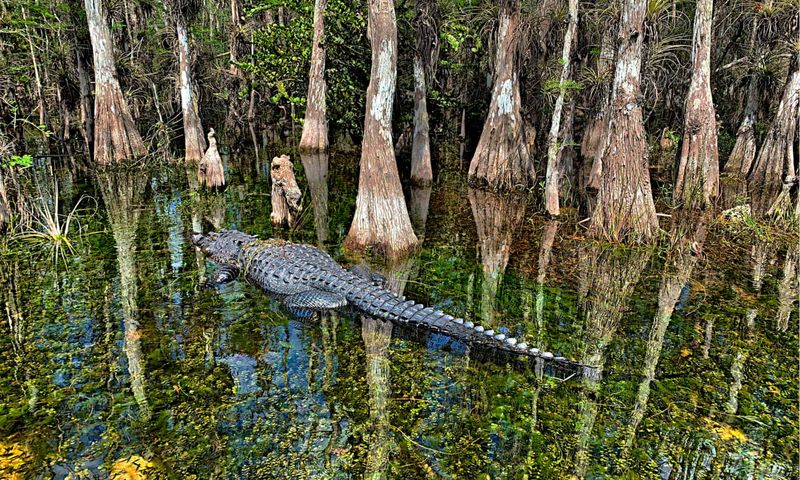 The Fall Line Boundary: Nature's Alligator Fence
