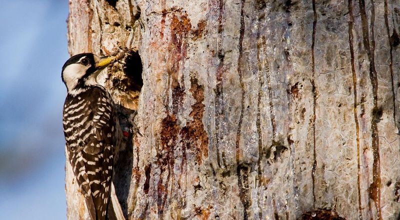 Red-Cockaded Woodpecker - Longleaf Architects