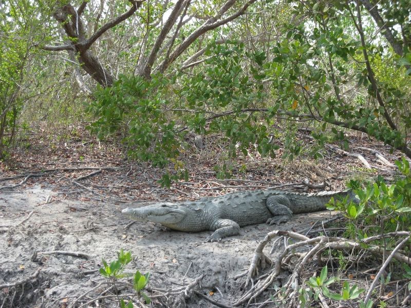 American Crocodile: The Rarer, Toothier Cousin