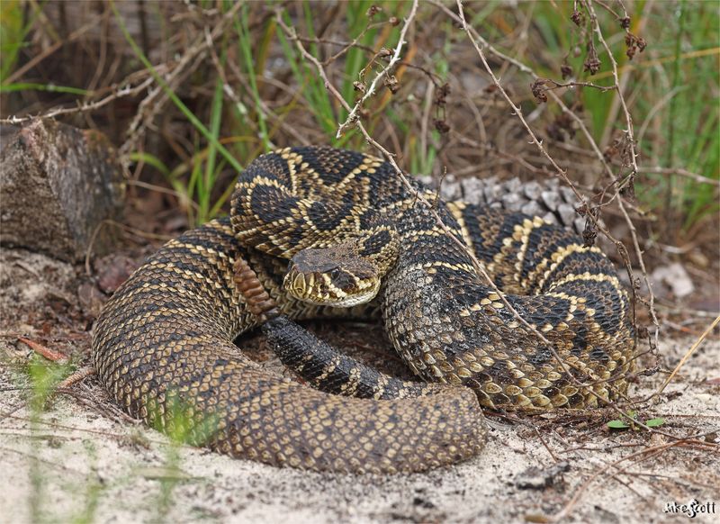 Eastern Diamondback Rattlesnakes: Deadly Desert Diamonds