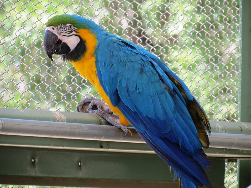 Macaw