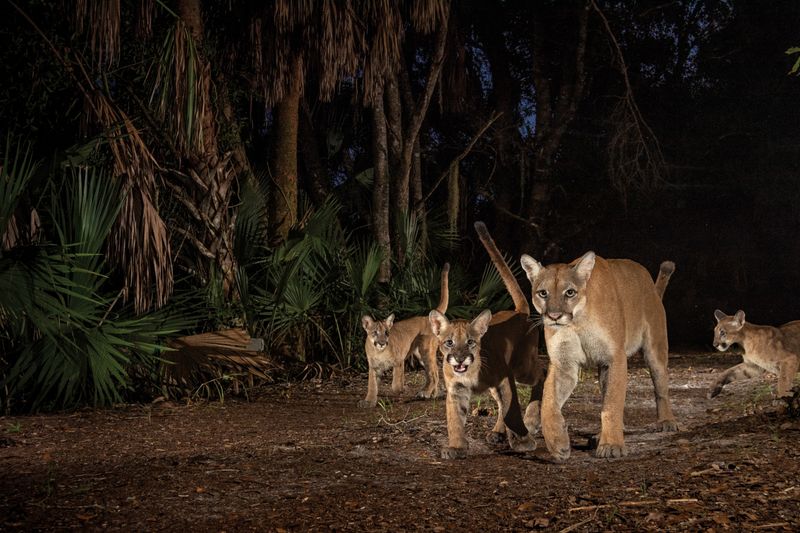 Florida Panther: The Elusive State Animal