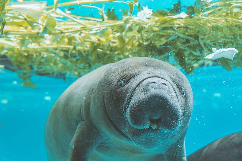 West Indian Manatee: The Gentle Sea Cow