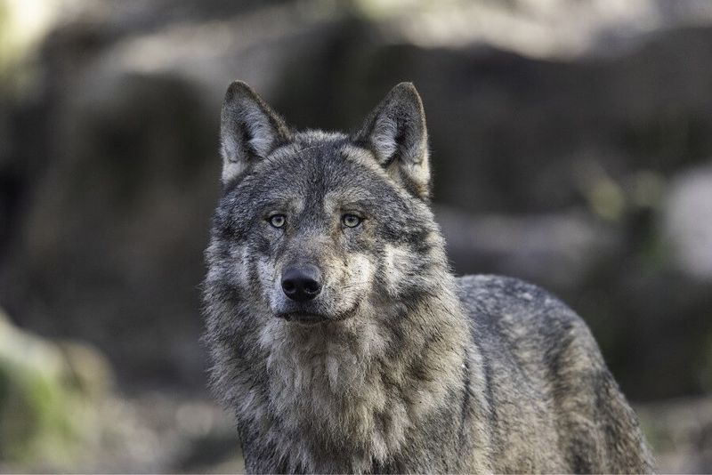 Gray Wolf: Howling Their Way Back