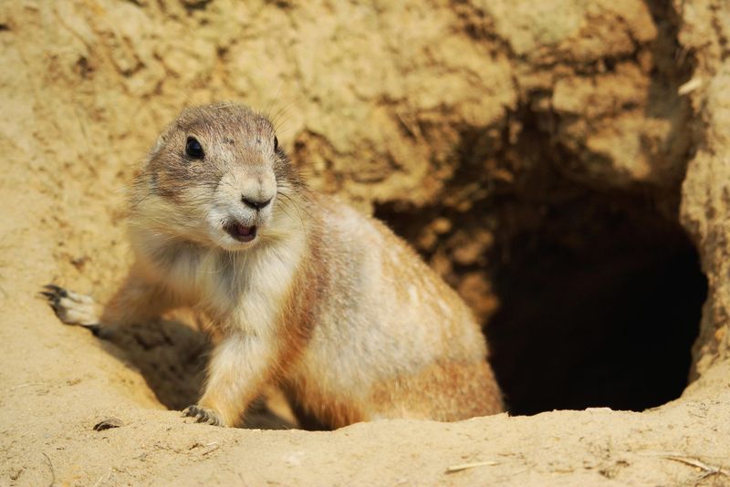 Prairie Dogs Transform Burrows Into Desert Coolers