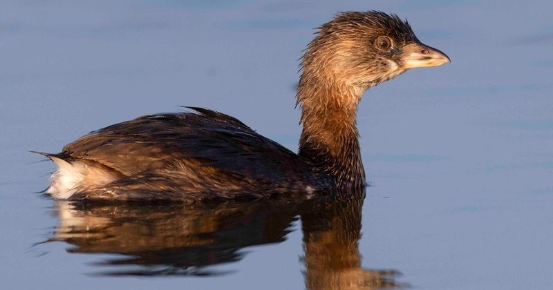 Pied-billed Grebe - Disappearing Diver