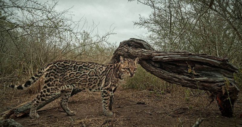 Spotted Treasure: The Endangered Ocelot