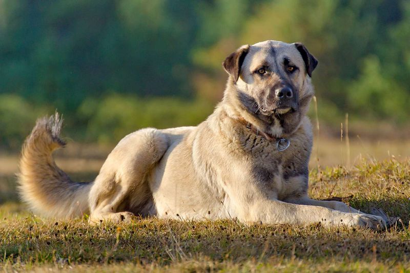 Anatolian Shepherd: The Independent Boundary Enforcer