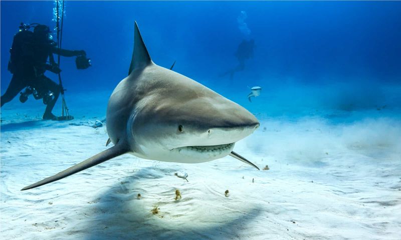 Bull Shark: The Freshwater Surprise