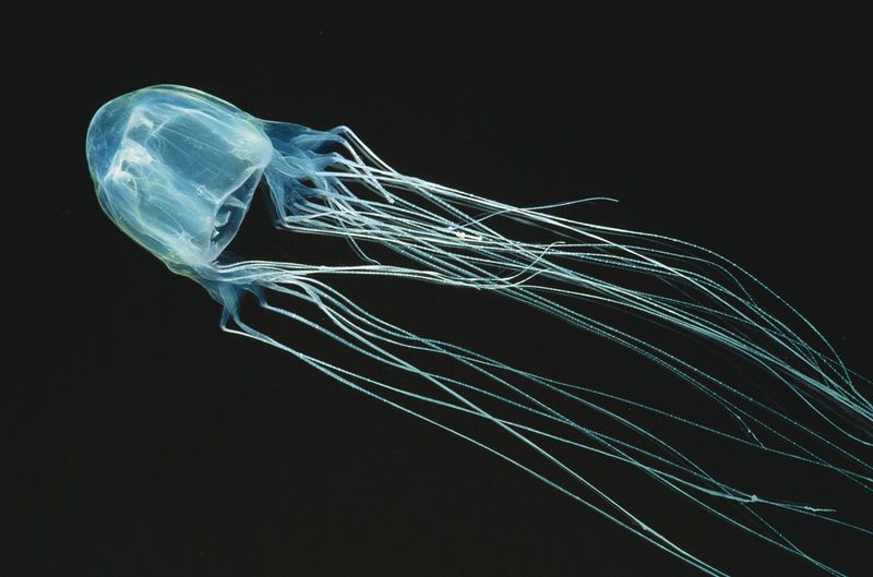 Box Jellyfish: Transparent Threats