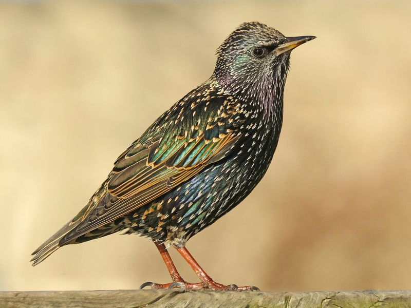 European Starling – The Unwanted Immigrant