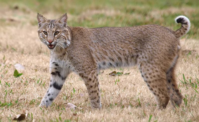 Bobcat: The Backyard Hunter