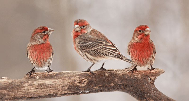 House Finch – The Adaptable Crooner