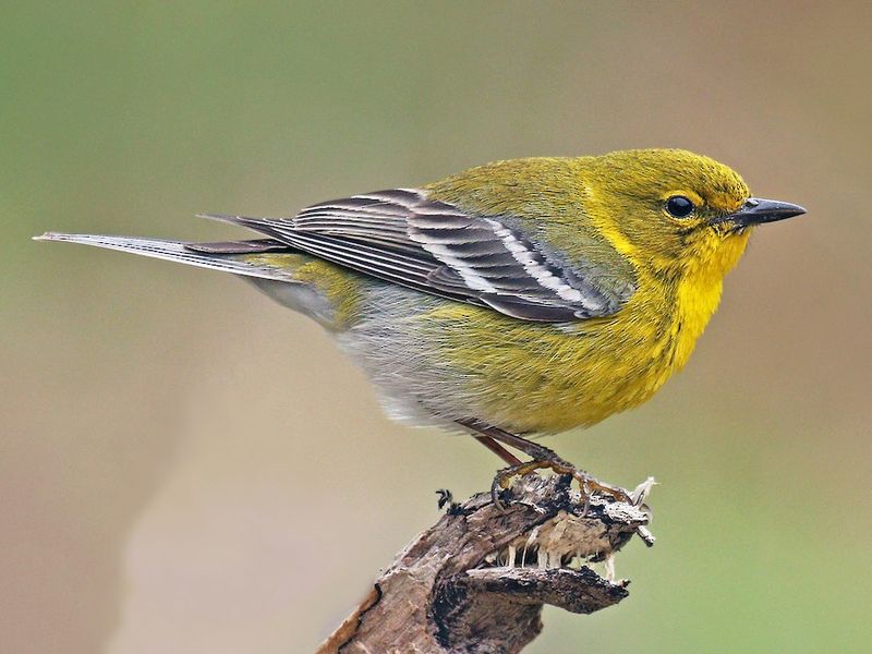 Pine Warbler