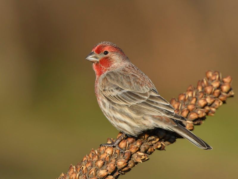 House Finch (Haemorhous mexicanus)