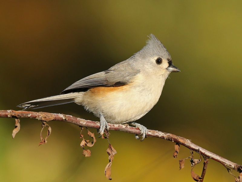 Tufted Titmouse