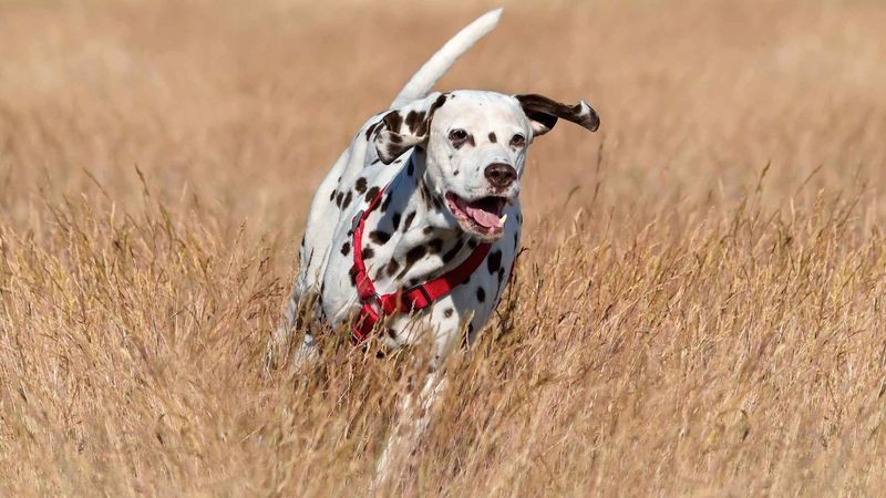 Dalmatian: The Spotted Marathon Runner