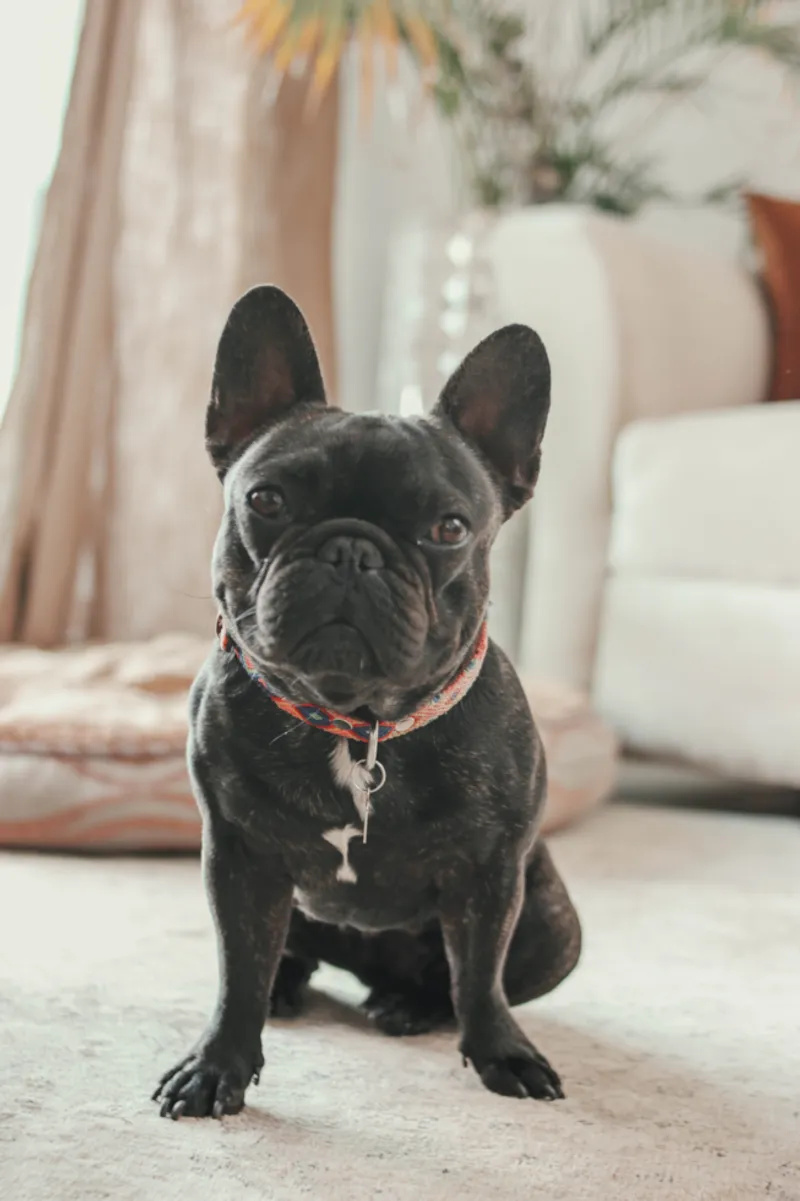 French Bulldog