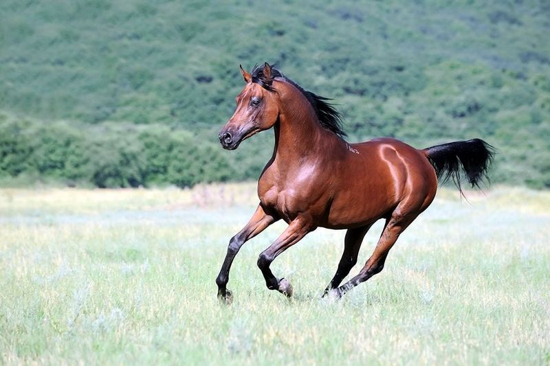 Arabian: Desert Royalty Thriving In Golden State Sunshine