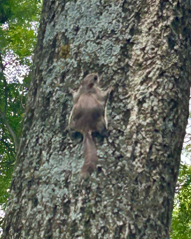 Southern Flying Squirrel