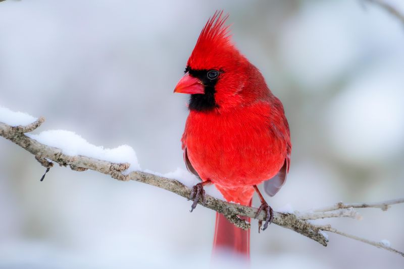 Northern Cardinal – The Scarlet Showstopper