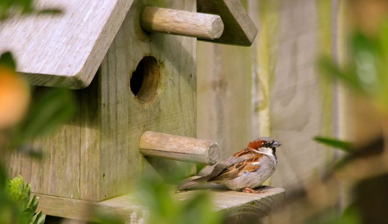 House Sparrow: The Adaptable Urban Dweller