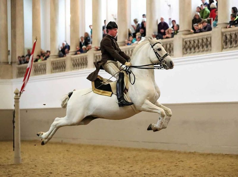 Lipizzan: Dancing White Stallions Grace California's Elite Farms