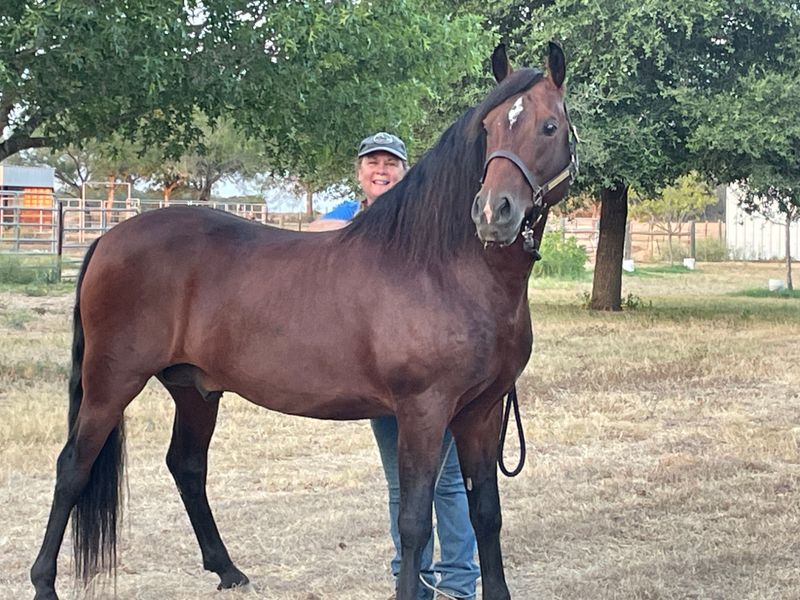 Morgan Horse