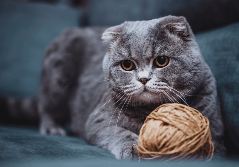 Scottish Fold: The Adorable Space-Saver