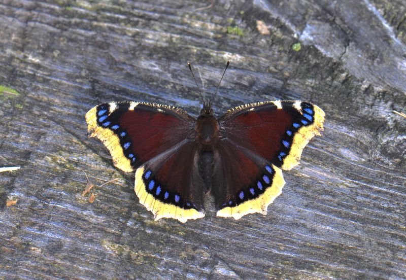 Mourning Cloak: The Winter Survivor