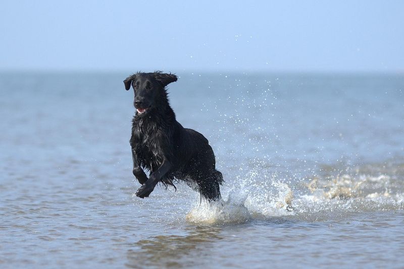 Flat-Coated Retriever: Energetic Beach Entertainers