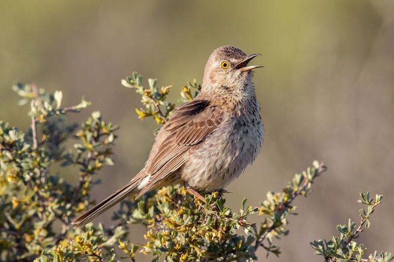 Sage Thrasher