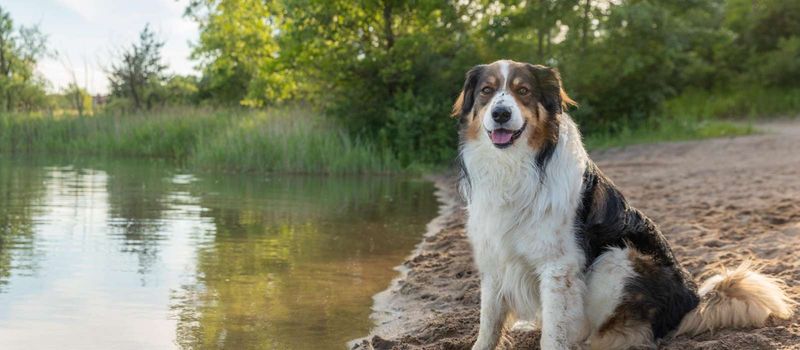 English Shepherd: The All-American Farmhand