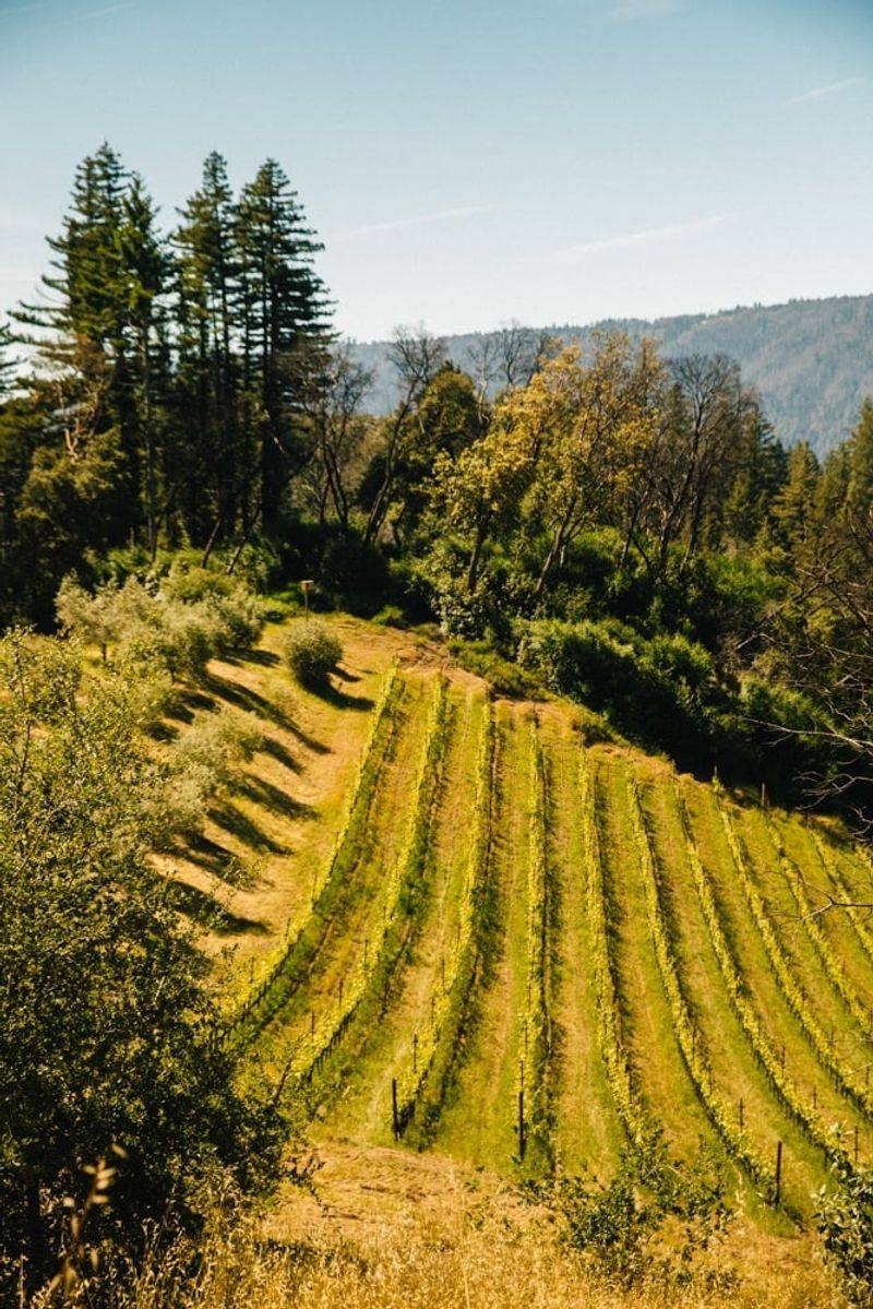 Santa Cruz Mountains Wine Trail