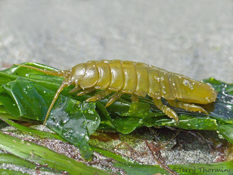 Sea Lice – Pismo Beach, Avila Beach