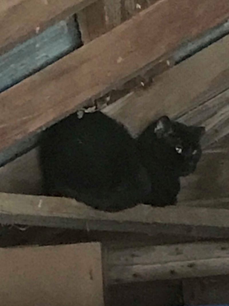 Barn Cat: Nature's Rodent Control Specialists
