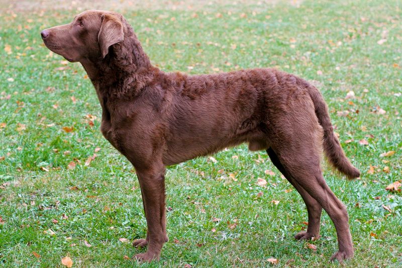 State Dog Designations: Official Canine Representatives