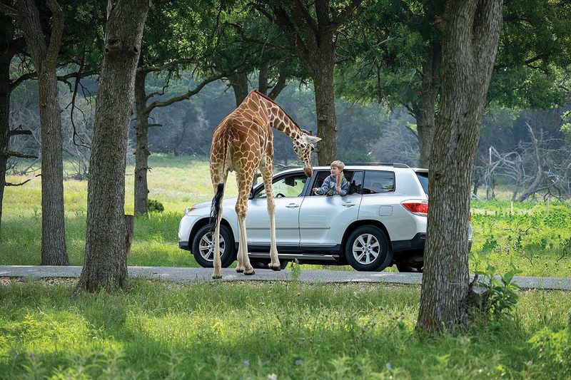 Fossil Rim Wildlife Center – Glen Rose