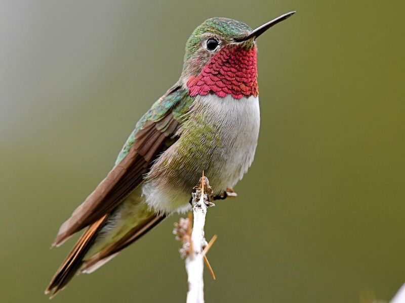 Broad-Tailed Hummingbird: The Mountain Migrant