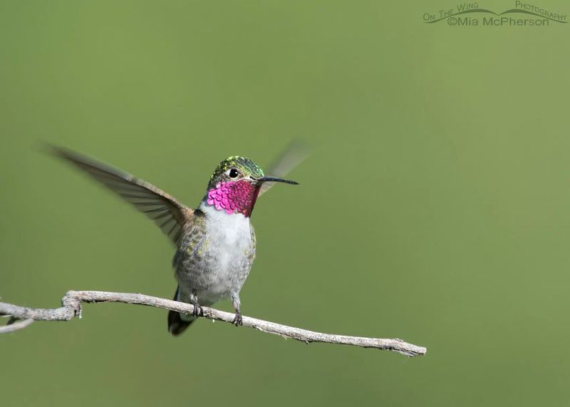 Broad-Tailed Hummingbird