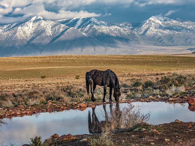Stone Cabin Herd Management Area: Ancient Bloodlines