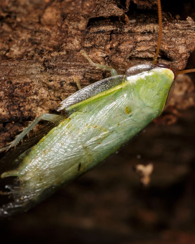 Banana Cockroach: The Glowing Green Hitchhiker