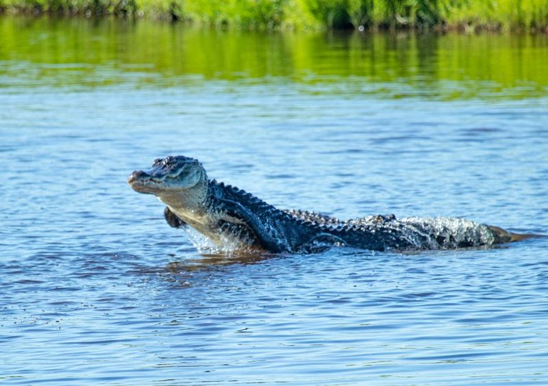 Living Safely with Georgia's Prehistoric Neighbors