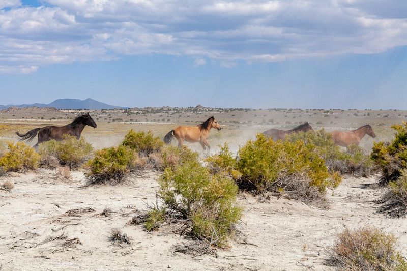 Mustang: Wild Spirits Of California's High Desert