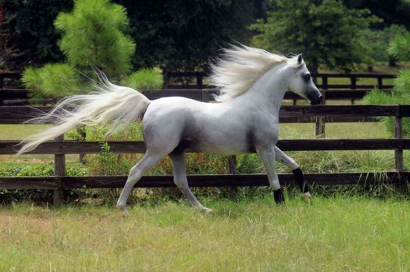 Arabian Horse