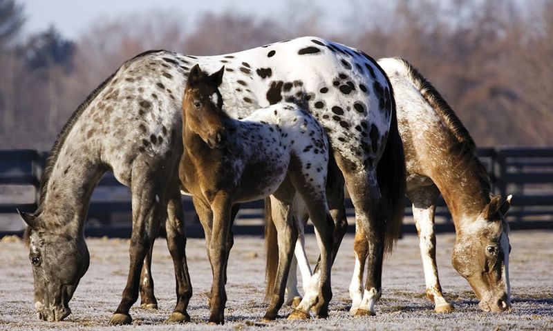 Appaloosa: Spotted Wonders With Native American Heritage